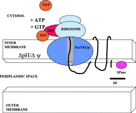 Το μονοπάτι πρωτεϊνικής μετατόπισης με το σωματίδιο αναγνώρισης σήματος στα βακτήρια. Αυτό το μονοπάτι χρησιμοποιεί τον μεταφορικό πόρο SecYEGp όπως και το μετα μεταγραφικό Sec μονοπάτι.