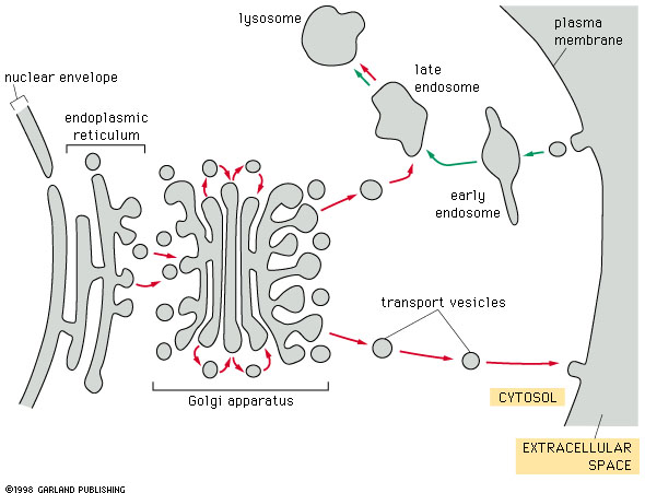 Το οργανίδιο Golgi εκκρίνει τις πρωτείνες αφού πρώτα τις ενσωματώσει σε κυστίδια που μετατοπίζονται προς την εξωκυττάρια μεμβράνη.