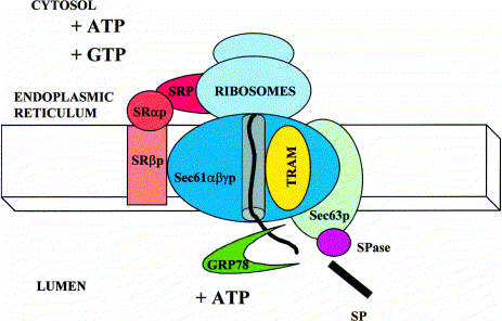 Μονοπάτια μετάθεσης πρωτεϊνών στο ενδοπλασματικό δίκτυο (ER) Το μονοπάτι του σωματιδίου αναγνώρισης σήματος (SRP) για την πρωτεϊνική To SRP δεσμεύεται στον υποδοχέα του (SR) στην ενδοπλασματική