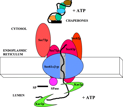 Μετα-μεταφραστικές μετατοπίσεις πρωτεϊνών στο ER. Ένα κυτοπλασματικό σύμπλοκο μοριακών ακολούθων και ATP (+ATP) διευκολύνουν το μονοπάτι της πρωτεϊνικής μετατόπισης.