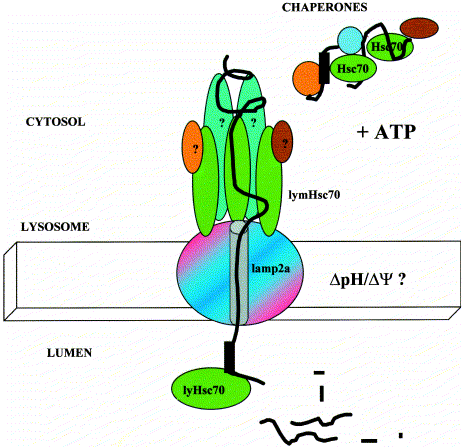 Πρωτεϊνική μετατόπιση σε λυσοσώματα. Οι πρωτείνες υποστρώματα περιέχουν ένα πεπτίδιο στόχο που αναγνωρίζεται από ένα σύμπλοκο μοριακών ακολούθων που περιλαμβάνει και την Hsc70 παρουσία ΑΤΡ.