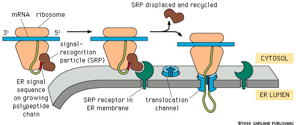 Σωματιδιο αναγνώρισης (SRP) Επειδή η ακολουθία οδηγός βρίσκεται στο αμινοτελικό άκρο, συντίθεται πρώτη από το ριβόσωμα.