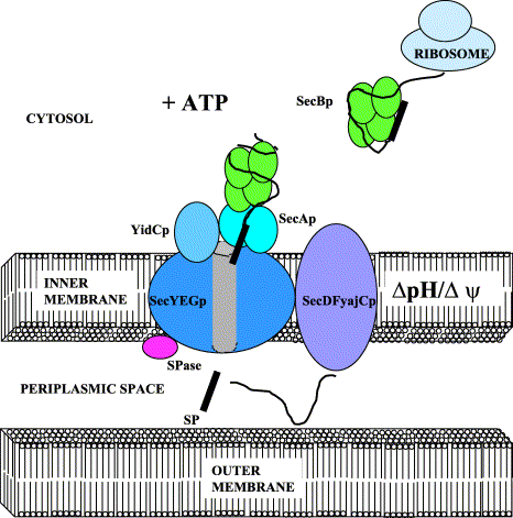 Το μονοπάτι μετατόπισης Sec στα βακτήρια Οι πρωτεϊνες Sec χαρακτηρίζονται ως Ap, Bp, κλπ.