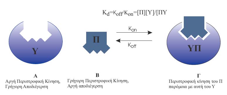 Κεφάλαιο 18 Σχέσεις Δομής-Δραστικότητας και σχεδιασμού νέων μορίων Μεγάλα Μόρια Ένζυμα, Πρωτεΐνες, Υποδοχείς, DNA, RNA... Μικρά Μόρια Πεπτίδια, Οργανικά Μόρια Υβριδικά Ανάλογα Πεπτιδίων.