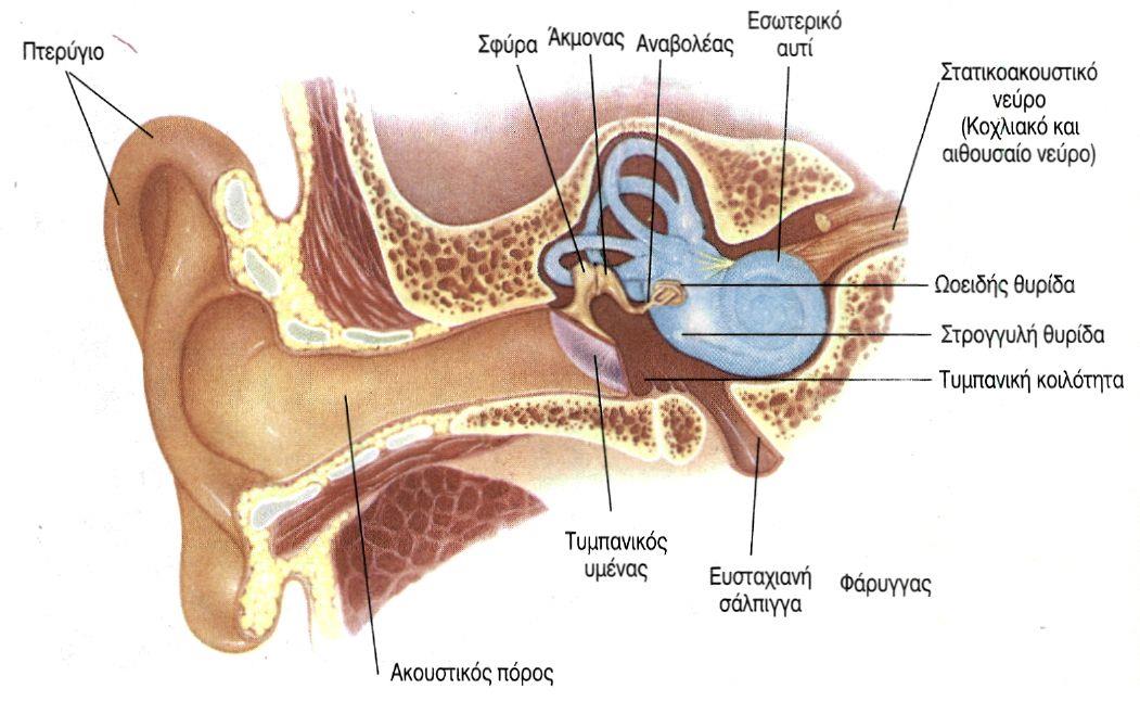 Εικόνα 1.13 : Ανατομία ανθρώπινου αφτιού Η αίσθηση της ακοής μπορεί να χωριστεί σε τρεις κύριες συνιστώσες.