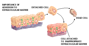 Αnoikis Τα φυσιολογικά ενδοθηλιακά και επιθηλιακά κύτταρα όταν χάσουν την κυτταρο/κυτταρο ή