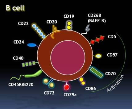 Αντιγόνα επιφανείας Τα Λεμφοκύτταρα εμφανίζουν στην επιφάνεια τους ένα μεγάλο αριθμό διαφορετικών πρωτεϊνικών μορίων που μπορούν να χρησιμοποιηθούν ως διακριτοί δείκτες μεταξύ των κυτταρικών
