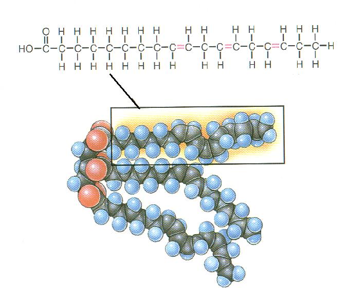 ΤΑ ΛΙΠΙΔΙΑ: λιπαρά οξέα