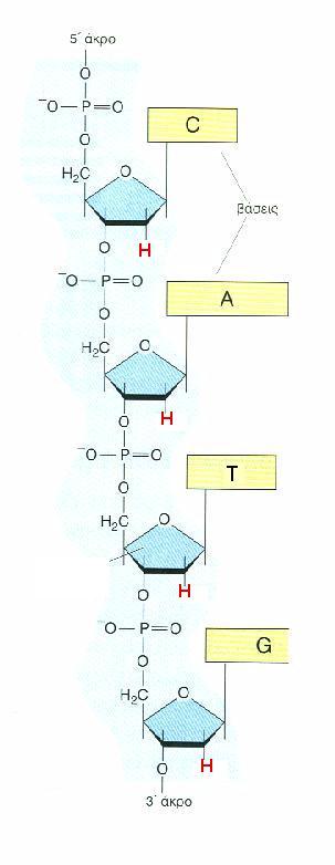 ΤΑ ΝΟΥΚΛΕΪΚΑ ΟΞΕΑ: νουκλεοτίδια Δεοξυριβονουκλεϊκό οξύ -DNA