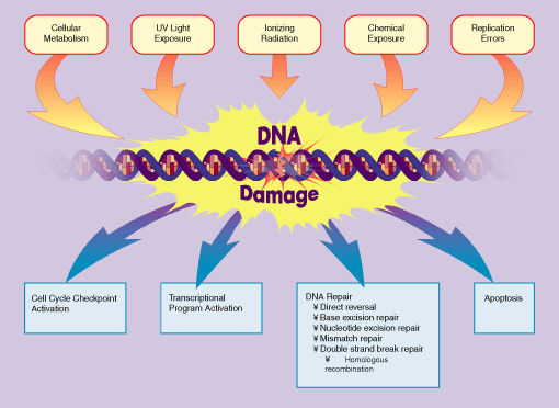 Εικόνα 4: Τύποι βλαβών του DNA και μηχανισμοί επιδιόρθωσης (Courtesy of Nature Reviews, Cancer) 2.