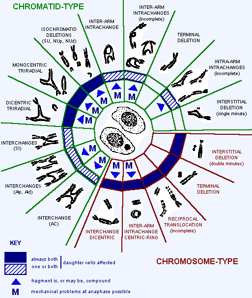 Εικόνα 7: Τύποι χρωμοσωμικών ατυπιών και σχηματισμός μικροπυρήνων (Courtesy of www.atlasgeneticsoncology.org) 4.