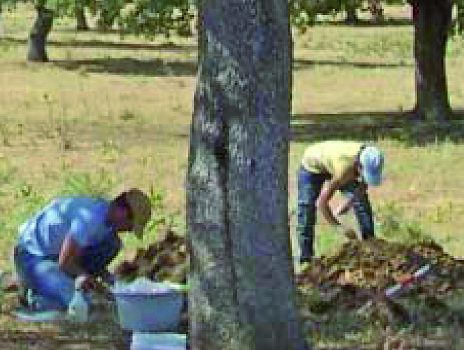 JKI Data Sheets - Plant Diseases and Diagnosis Συμπτώματα προσβολής από Phytophthora σε Quercus ilex (αριά) Συμπτώματα στην κόμη δένδρων αριάς Αριστερά: