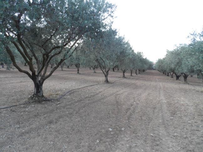 ΧΑΡΑΚΤΗΡΙΣΤΙΚΑ ΕΛΑΙΩΝΑ: