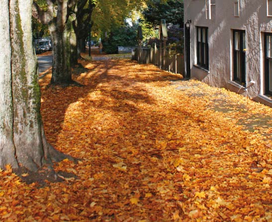 Πράσινες πόλεις για καλύτερη ποιότητα ζωής Θα γίνει η δική