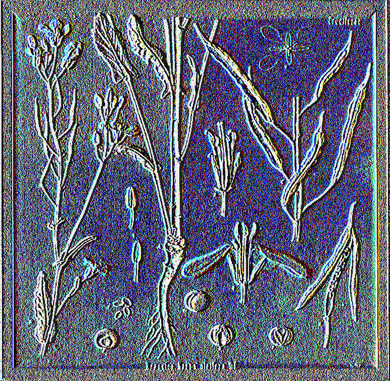 Στην εικόνα παρουσιάζονται τα διάφορα μέρη της Brassica napus var. oleífera, όπως η ρίζα, ο βλαστός, τα φύλλα, τα άνθη, λεπτομέρειες των ανθέων, οι λοβοί και τα σπέρματα.