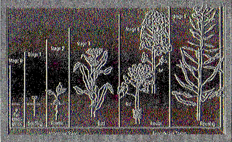 Στην εικόνα παρουσιάζονται τα στάδια ανάπτυξης, βλαστικό - αναπαραγωγικό του φυτού της ελαιοκράμβης Εικόνα 4.1. Φάσεις ανάπτυξης ελαιοκράμβης από την σπορά στην ωρίμανση 4.