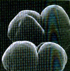 Αναερόβια επεξεργασία οργανικών λυμάτων 2.3 ΜΕΘΑΝΟΓΕΝΗ ΒΑΚΤΗΡΙΑ Φυλογενετικά οι μεθανογενείς μικροοργανισμοί ανήκουν στα αρχαιοβακτήρια (Kates et al., 1993).