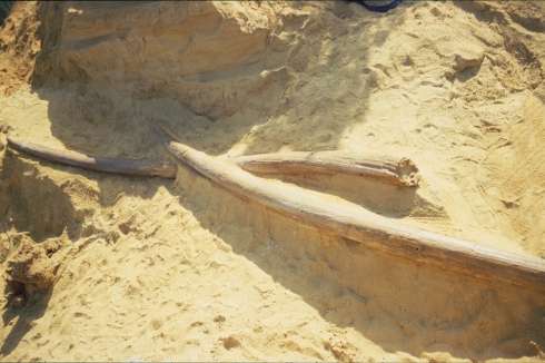 Χαυλιόδοντες του Mammut borsoni, ηλικίας 3.000.000 ετών (Τσουκαλά Ε.