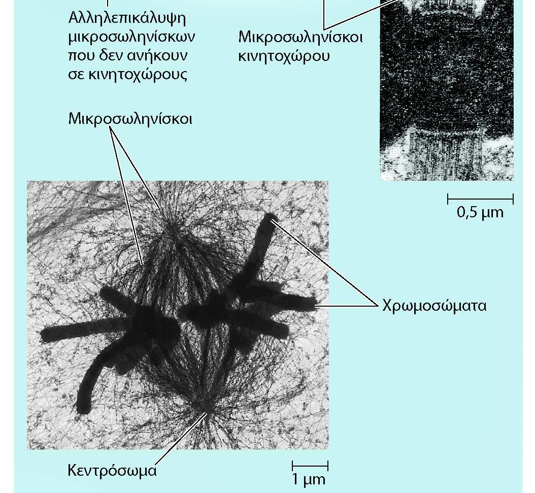 Μιτωτική Άτρακτος Δομή από μικροσωληνίσκους και εξειδικευμένες