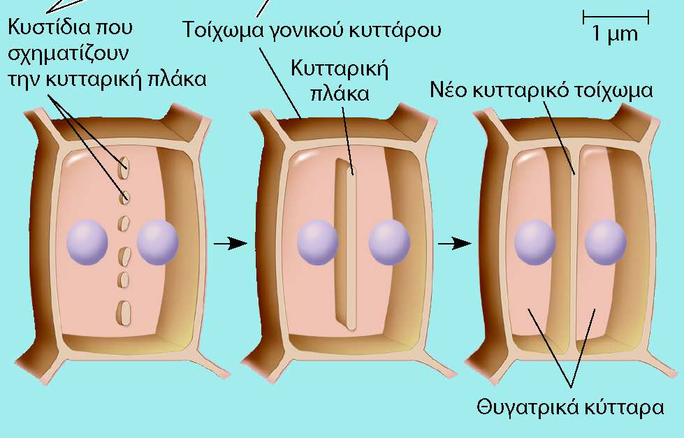 Κυτταροκίνηση