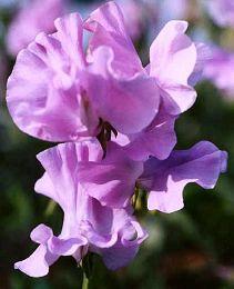 Lathyrus