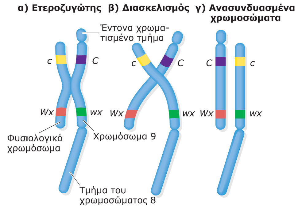 Έμδεινη για ςη ρσρυέςιρη γεμεςικξϋ