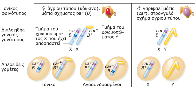 απξςελέρμαςα