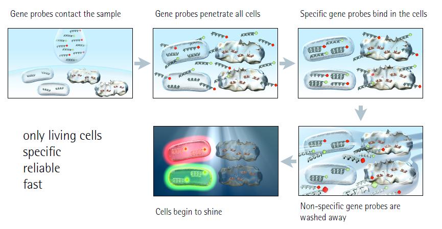 VIT Vermicon