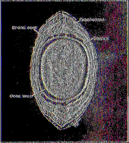 Εικόνα 2. Διαγραμματική παράσταση της δομής ενός βακτηριακού σπορίου (πηγή: www.textbookofbacteriology.net~). 1.