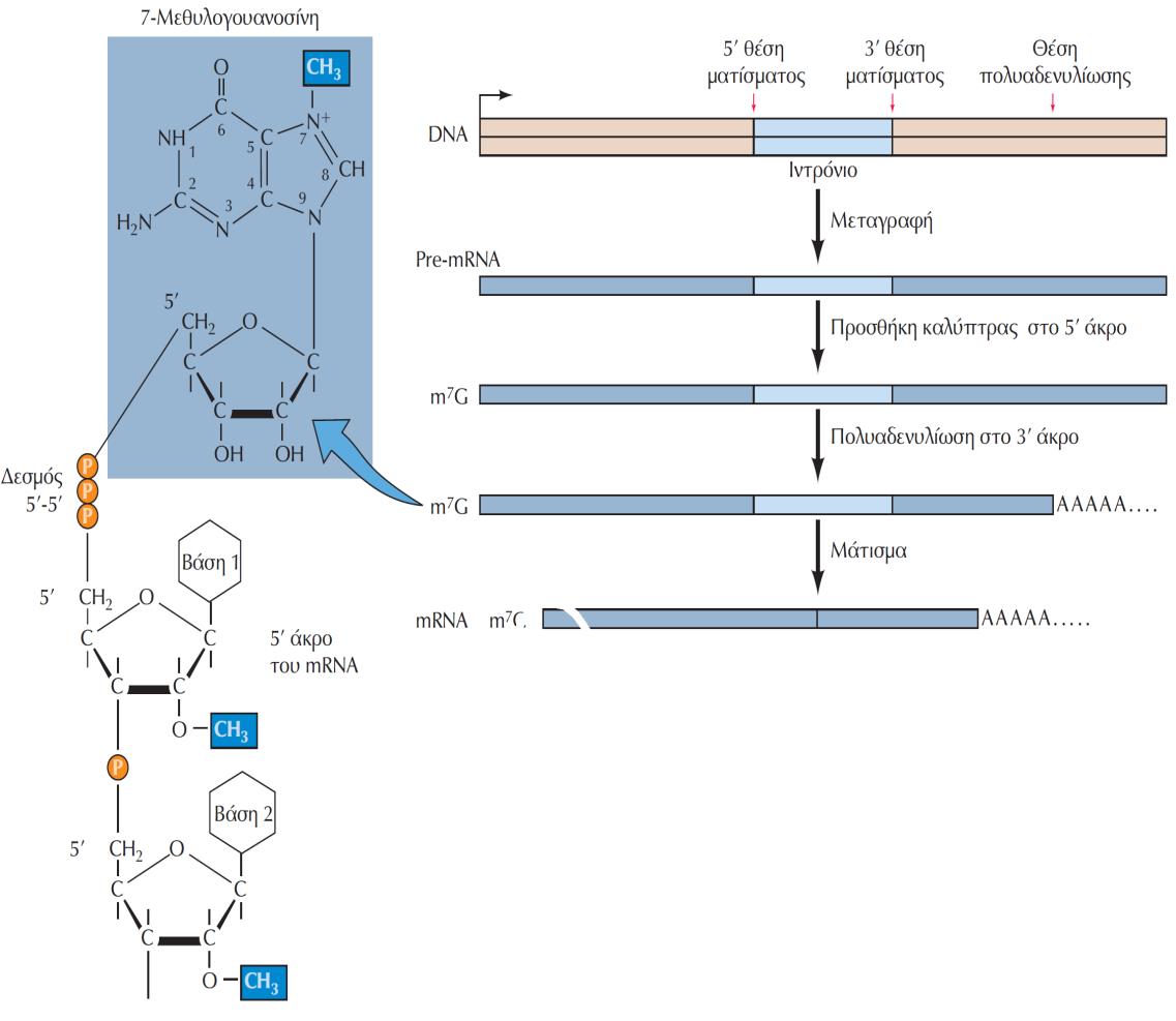 Στάδια «ωρίμανσης» των ευκαρυωτικών mrnas Η επεξεργασία του mrna περιλαμβάνει την τροποποίηση του 5 άκρου του μέσω της προσθήκης μιας καλύπτρας 7- μεθυλογουανοσίνης (m7g).