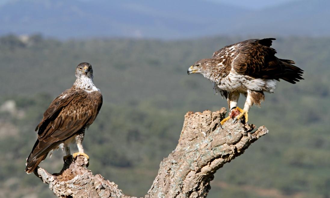 Φρυσαετός (Aquila