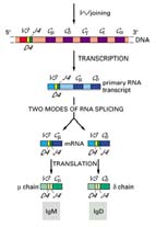 Τα γονίδια των ελαφρών αλυσίδων Μοριακή δοµή των ανοσοσφαιρινών Η αντιγονική ειδικότητα των αντισωµάτων καθορίζεται από την αµινοξική αληλλουχία των V περιοχών των H και L αλυσίδων.