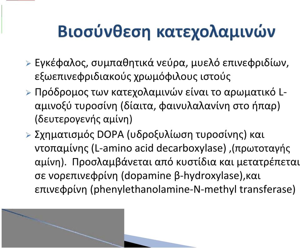 Σχηματισμός DOPA (υδροξυλίωση τυροσίνης) και ντοπαμίνης (L amino acid decarboxylase),(πρωτοταγής αμίνη).