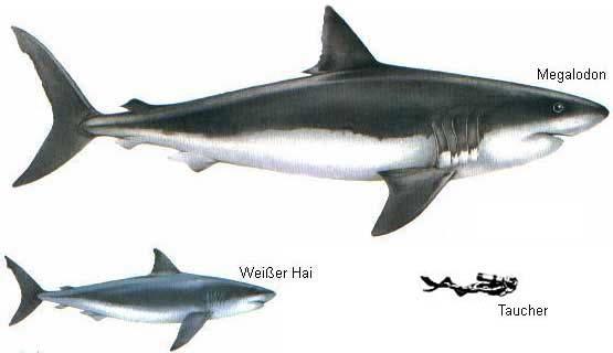 Ομοταξία: ΧΟΝΔΡΙΧΘΥΕΣ Υφομοταξία: Ελασμοβράγχιοι (937 είδη) Πιθανοί πρόγονοι των καρχαριών: Thelodontes (ψάρια χωρίς σιαγόνες).