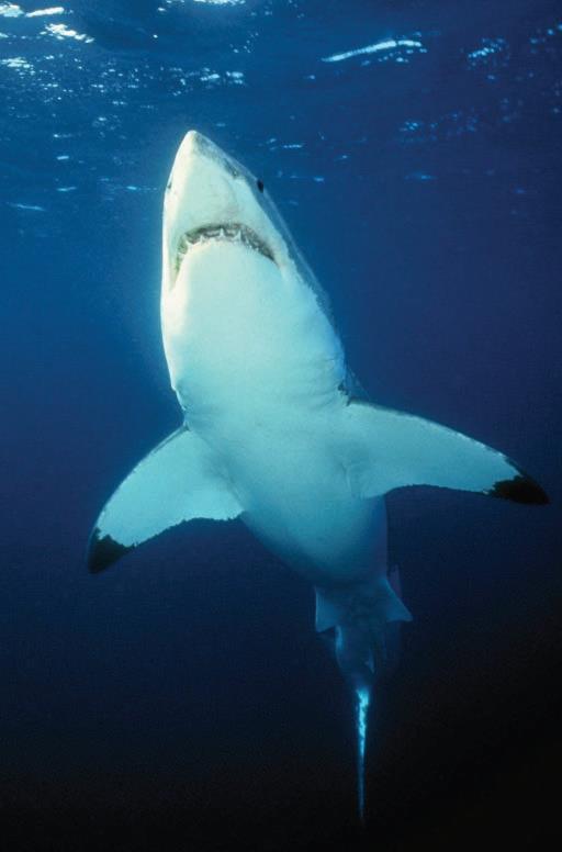 Ομοταξία: ΧΟΝΔΡΙΧΘΥΕΣ Υφομοταξία: Ελασμοβράγχιοι (Καρχαρίες) Παράκτια ζώνη Σφυροκέφαλος καρχαρίας ή ζύγαινα, Sphyrna lewini