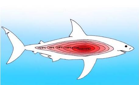 Ομοταξία: ΧΟΝΔΡΙΧΘΥΕΣ Υφομοταξία: Ελασμοβράγχιοι (Καρχαρίες) Οι περισσότεροι καρχαρίες είναι «ψυχρόαιμοι», ή πιο συγκεκριμένα ποικιλόθερμοι. Τα μέλη της οικογένειας Lamnidae (π.χ. μεγάλος λευκός καρχαρίας) είναι ομοιόθερμοι και διατηρούν μια υψηλότερη θερμοκρασία σώματος από το περιβάλλον νερό.