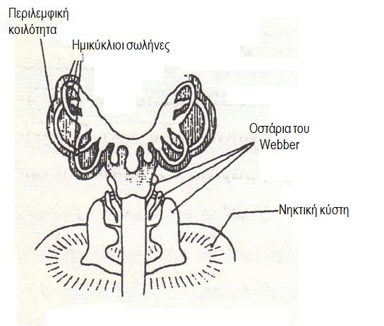 Υπερομοταξία: ΓΝΑΘΟΣΤΟΜΑ (ΨΑΡΙΑ ΜΕ ΓΝΑΘΟΥΣ) 4. Ακοή-Οστάρια του Weber.