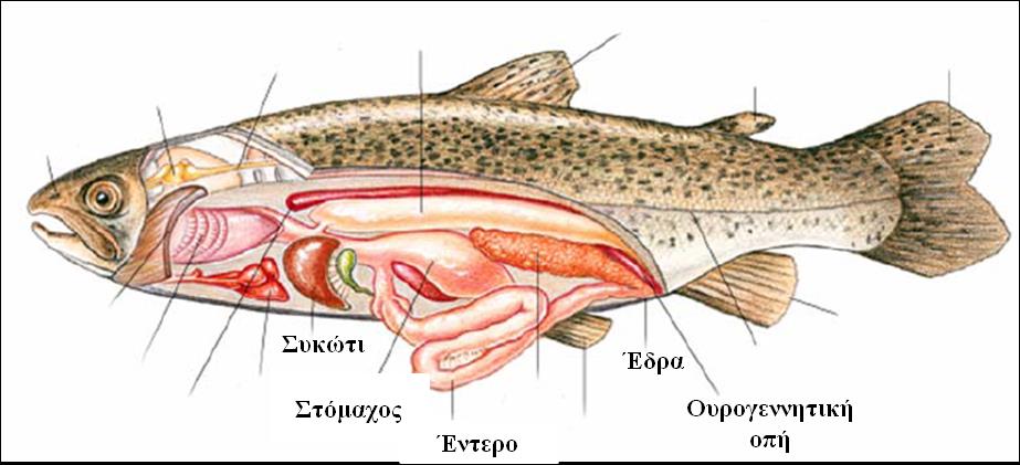 Υπερομοταξία: ΓΝΑΘΟΣΤΟΜΑ (ΨΑΡΙΑ ΜΕ ΓΝΑΘΟΥΣ) 6. Διατροφή και πέψη. 6.1 Διατροφική συμπεριφορά: Σαρκοφάγα (ζωοπλαγκτό, προνύμφες εντόμων, μεγάλα Σπονδυλόζωα). Φυτοφάγα (φυτά και φύκια).