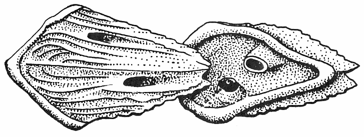 Τα λέπη των θηλόδοντων διακρίνονται σε διάφορους τύπους ανάλογα με την ιστολογική τους δομή, ενώ κάποια μοιάζουν με τα πλακοειδή λέπη των αρτίγονων καρχαριών.