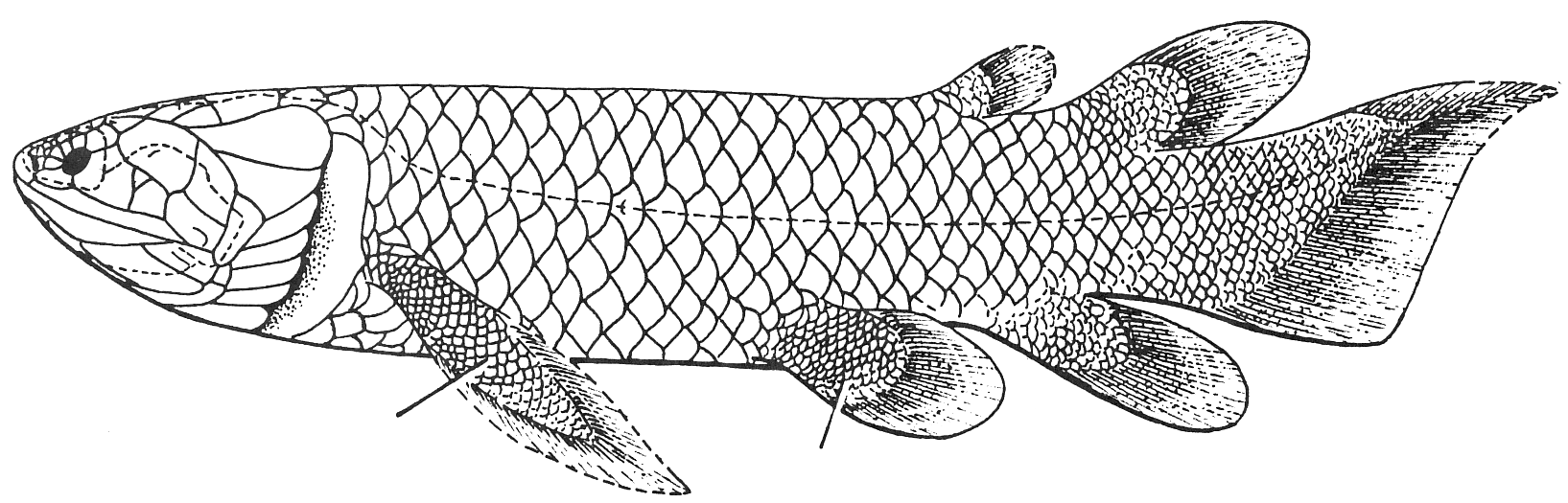 POROLEPIFORMES (ΠΟΡΟΛΕΠΙΟΜΟΡΦΟΙ) Δεβόνιο Πρόκειται για διπνόμορφους σαρκοπτερύγιους που διαθέτουν δόντια με έντονες πτυχώσεις.