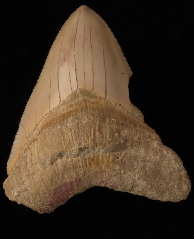 Carcharodon megalodon Μειόκαινο, Κεφαλονιά, Κρήτη Δόντι και αναπαράσταση στοματικής κοιλότητας