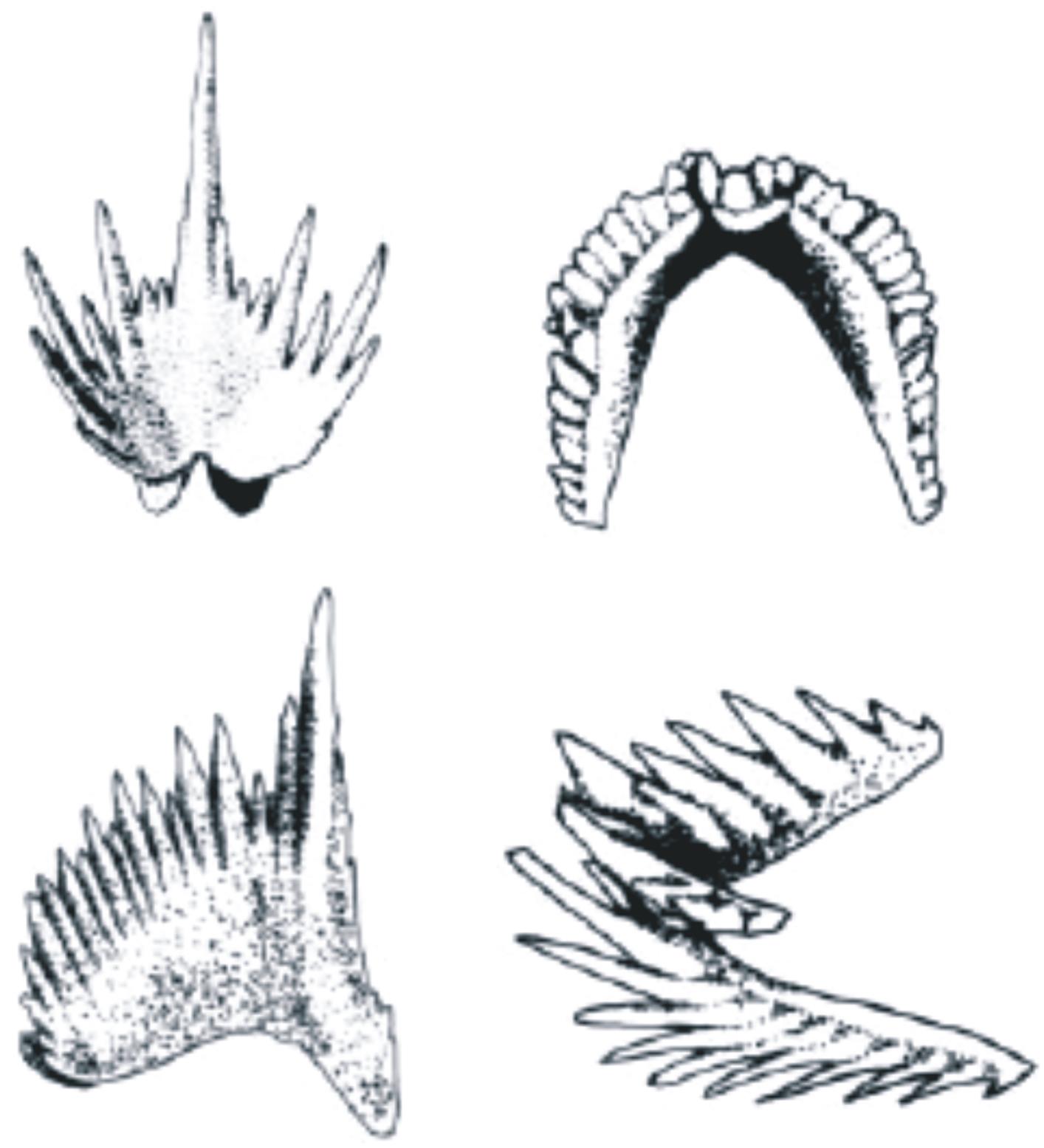 ΟΜΟΤΑΞΙΑ CONODONTA (ΚΩΝΟΔΟΝΤΑ) Κάμβριο-Τριαδικό Ποικιλία στη μορφολογία των οδοντικών στοιχείων της μασητικής συσκευής των κωνοδόντων. Κατά Donoghue (2001).