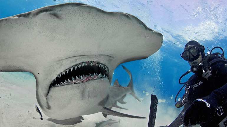 Οι σφυροκέφαλοι καρχαρίες κολυμπούν... τεμπέλικα!