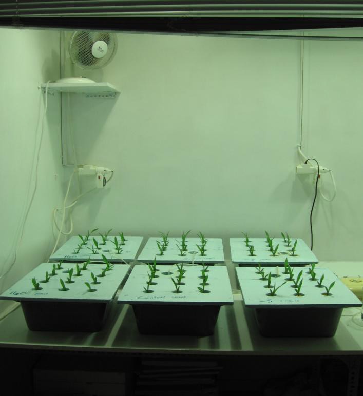 Εικόνα 1: αριστερά, παλέτες ανάπτυξης φυταρίων σε λεκάνες με Η 2 Ο (2 η -7 η ημέρες πειράματος).