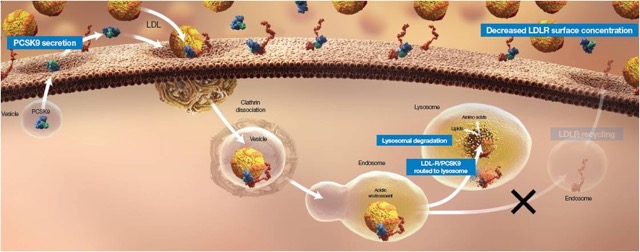 PCSK9 Regulates the Recycling of LDLR by Targeting the LDLR for Degradation Decreased LDLR surface concentration LDLR/PCSK9 routed to lysosome 1.