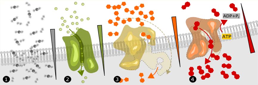 Εικόνα 6.8. Διαφορετικοί τρόποι μεταφοράς μορίων διαμέσου των πλασματικών μεμβρανών. 1. Απλή διάχυση κατά μήκος μιας ευνοϊκής διαβάθμισης ηλεκτροχημικού δυναμικού (γκρίζα κεφαλή βέλους).