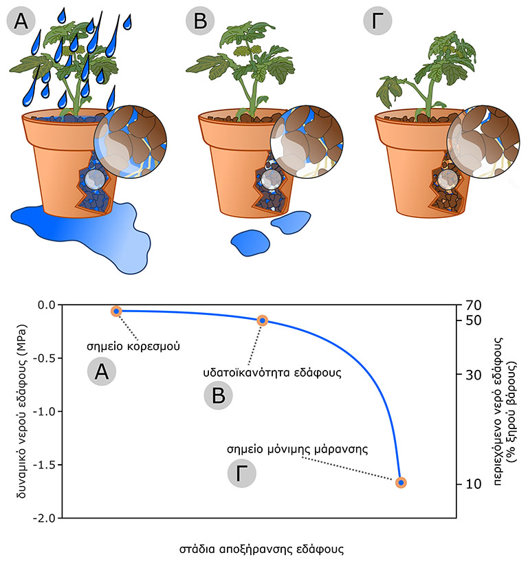 Εικόνα 6.2. Η περιεκτικότητα του εδάφους σε νερό μπορεί να κυμανθεί από τον κορεσμό (Α), την κατάσταση εδαφοϊκανότητας (Β) τη σταδιακή αποξήρανση και το σημείο μόνιμης μάρανσης (Γ).
