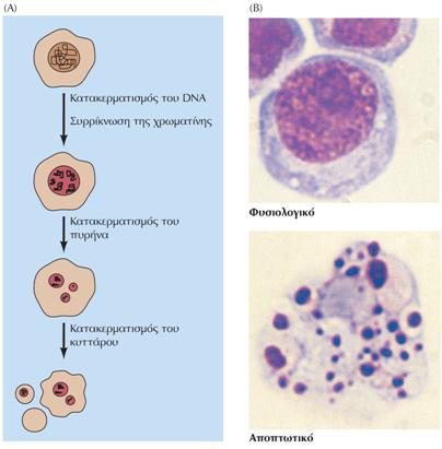 Στην απόπτωση αλλάζει η δομή του κυττάρου και του πυρήνα (1) Διαγραμματική παρουσίαση των βημάτων της απόπτωσης (Α).