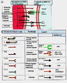 T-odgovor IMUNI ODGOVOR T LIMFOCIT- CELULRNI IMUNI ODGOVOR: Nastanak efektorskih T limfocita Faze : 1. Prepoznavanje antigena 2. T limfocita 3. Proliferacija T limfocita (ekspanzija klona) 4.
