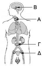 Το διάγραμμα απεικονίζει μια εγκάρσια τομή τμήματος της καρδιάς. Ποια είναι η σωστή θέση του βηματοδότη; Α. I Β. II Γ. III Δ. Iv 57.